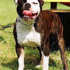 Amerikansk bulldog victor