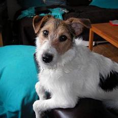 Blanding af racer Bella ~ Savnet :'( ~