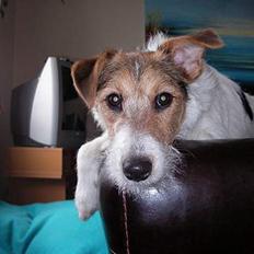 Blanding af racer Bella ~ Savnet :'( ~