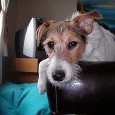 Blanding af racer Bella ~ Savnet :'( ~