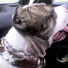 Amerikansk staffordshire terrier Amy *R.I.P*