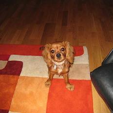 Cavalier king charles spaniel Donna