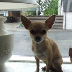 Chihuahua Gucci Baby<3