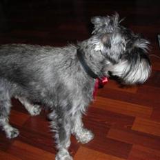 Dvaergschnauzer Troya