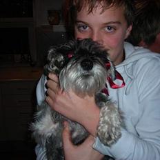 Dvaergschnauzer Troya