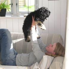 Bichon havanais Benji