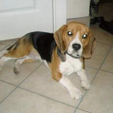 Beagle 3år d. 3 juni 09 (død 6/10-15) 