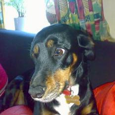 Blanding af racer Shiela(bl.a. rottweiler)