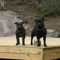 Staffordshire bull terrier Freja