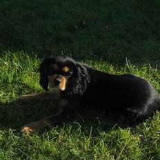 Cavalier king charles spaniel Bølle