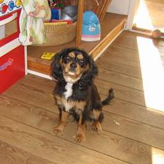 Cavalier king charles spaniel Bølle