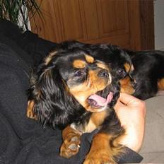 Cavalier king charles spaniel Bølle