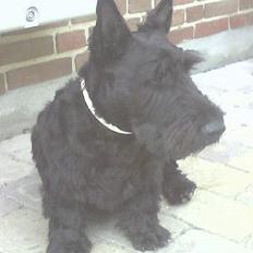 Skotsk terrier Netto