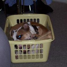 Engelsk bulldog Chester