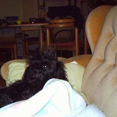 Blanding af racer bobby