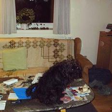 Blanding af racer bobby