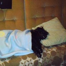 Blanding af racer bobby