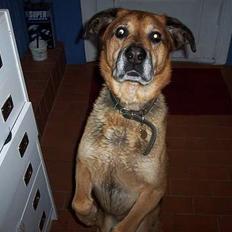 Blanding af racer Nicki