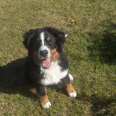 Berner sennenhund Chili