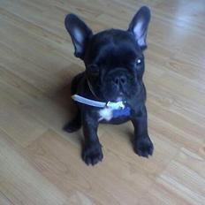 Fransk bulldog Samson