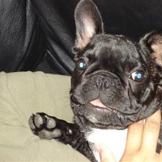 Fransk bulldog Samson