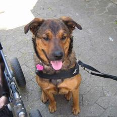 Blanding af racer Lady R.I.P :´(