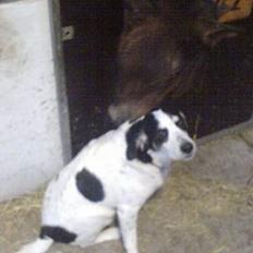 Blanding af racer Laban R.I.P.