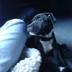 Staffordshire bull terrier roxystaff hi-man "Cody"