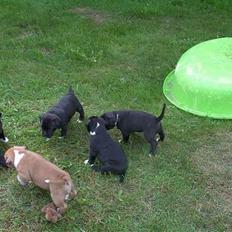 Staffordshire bull terrier roxystaff hi-man "Cody"