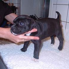 Staffordshire bull terrier roxystaff hi-man "Cody"