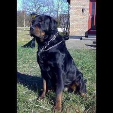 Rottweiler Rollo + hvalpe