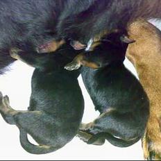 Rottweiler Rollo + hvalpe