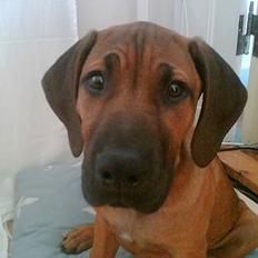 Rhodesian ridgeback Kuzonga's Chunuka Zazu
