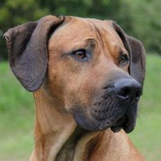 Rhodesian ridgeback Kuzonga's Chunuka Zazu