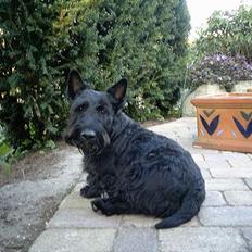 Skotsk terrier Netto