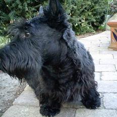 Skotsk terrier Netto
