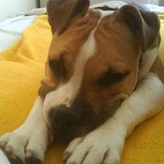 Amerikansk staffordshire terrier Tequila