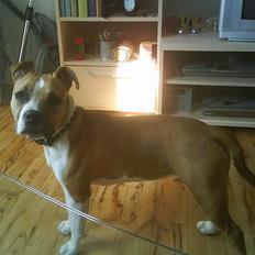 Amerikansk staffordshire terrier Tequila