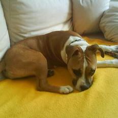 Amerikansk staffordshire terrier Tequila