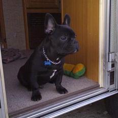 Fransk bulldog Skipper