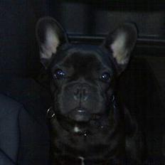 Fransk bulldog Skipper