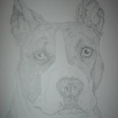 Amerikansk staffordshire terrier Keltie