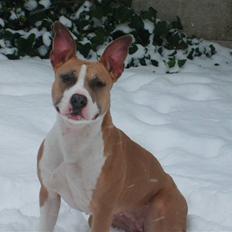 Amerikansk staffordshire terrier Keltie