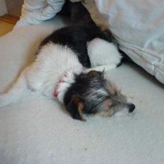 Parson russell terrier Freya