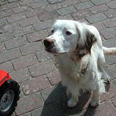Field Trial spaniel Aslan