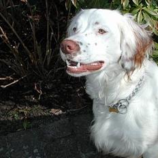 Field Trial spaniel Aslan