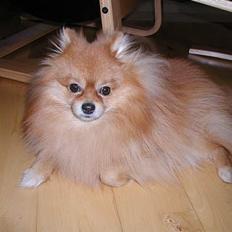 Pomeranian Topsy's Balou