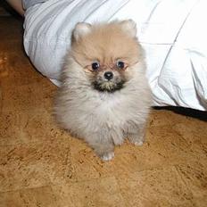 Pomeranian Topsy's Balou