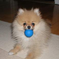 Pomeranian Topsy's Balou