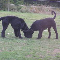 Riesenschnauzer mirko